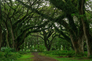 Beautiful fresh green forest with giant old tree