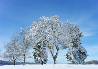 Winter landscape with trees covered in snow and rime frost