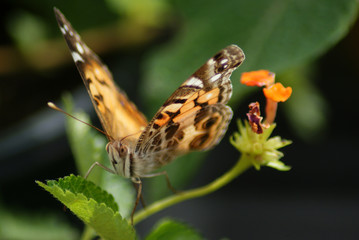 American Lady Butterfly