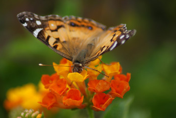 Obraz na płótnie Canvas American Lady Butterfly
