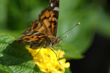 American Lady Butterfly