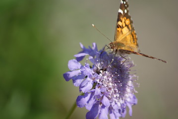 American Lady Butterfly