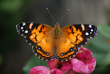 American Lady Butterfly
