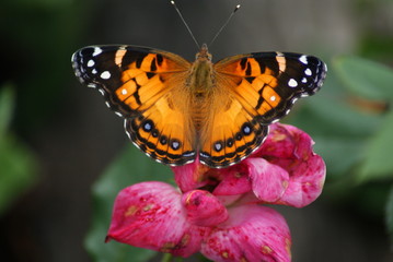 American Lady Butterfly