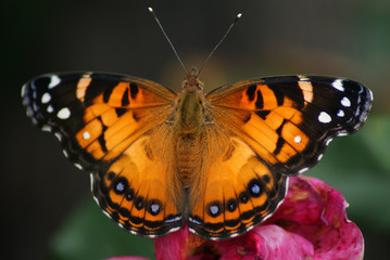 American Lady Butterfly