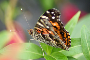 American Lady Butterfly
