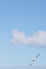 Flying Southern Royal Albatross with Cloudy Day Background on Kaikoura, South Island NZ