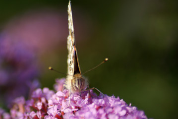 American Lady Butterfly