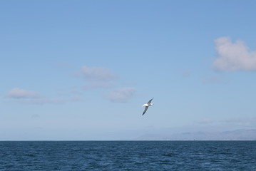 Flying Southern Royal Albatross with Cloudy Day Background on Kaikoura, South Island NZ