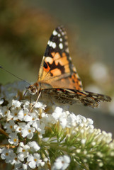 American Lady Butterfly