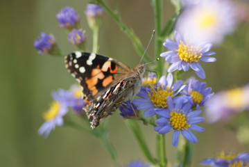 Fototapeta na wymiar American Lady Butterfly