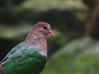 Elegant Graceful Emerald Dove in a Closeup Portrait.