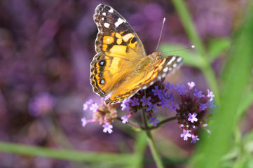 Obraz premium American Lady Butterfly