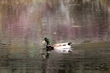 Ducks in Pond