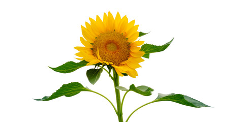 Fototapeta premium single sunflower isolated on white