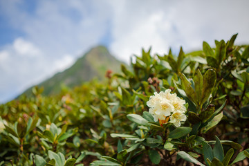 Mountain landscape. Blooming white rhododendron on the hill, in front of high mountain, blue sky, white clouds. Horizontal image. Day light. Shallow focus.
