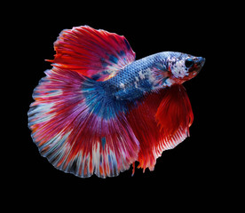 colorful fighting fish spread tail-feathers, Siamese fighting fish. Betta fish on black background