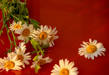 Obraz premium white daisies lie on a reflective red surface. Flower reflections.