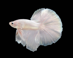 White betta fish are fighting, Siamese fighting fish, Betta fish on black background