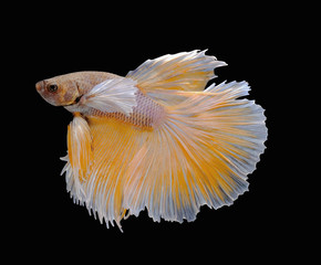 Yellow betta fish are fighting, Siamese fighting fish, Betta fish on black background