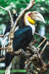 Male Bar-pouched Wreathed Hornbill portrait close up. Endangered beautiful bird in Bali bird park