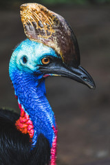 The northern cassowary - Casuarius unappendiculatus - also known as the one-wattled cassowary. Is a large, aggressive, stocky, flightless bird of northern New Guinea and Australia