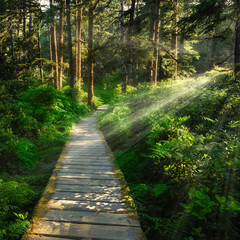 Obraz premium Poranny spacer po lesie