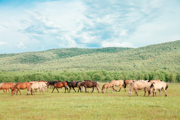 Fototapeta na wymiar Beautiful brown horses on a farm