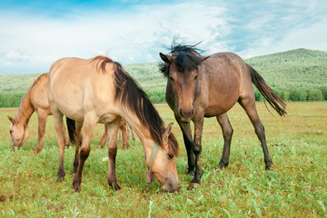 Beautiful brown horses on a farm