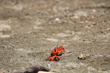 Crab at the Beach getting into its hole