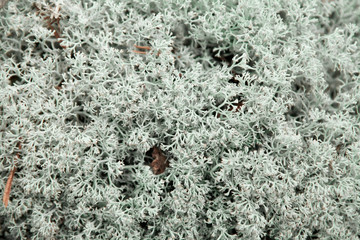 Rocks overgrown with white moss. Relief and texture of stone with patterns. Natural background