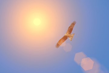 Eagle flying in the blue sky