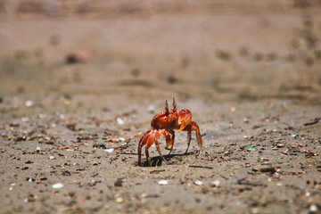 Crab at the Beach