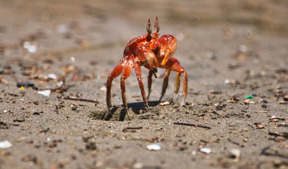 crab on the beach