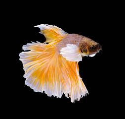Yellow Betta fish,Siamese fighting fish,siamese fighting fish betta splendens (Halfmoon betta,Betta...