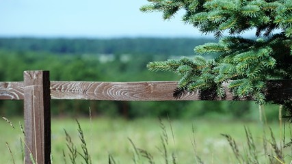 wooden weatheerd fence and pine tree close up