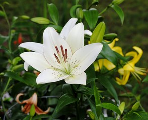 Oriental White Lilly