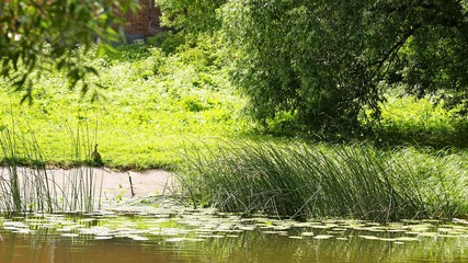 Obraz premium green reeds at pond