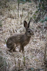 Obraz premium Wild curious rabbit | countryside scene