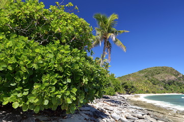 Verdure de plage