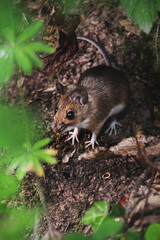 Little wild mouse flirting
