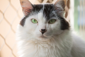 portrait of cat with green eyes on white background