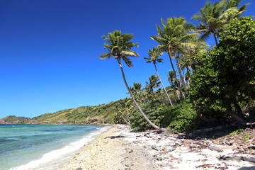Sous le soleil tropical