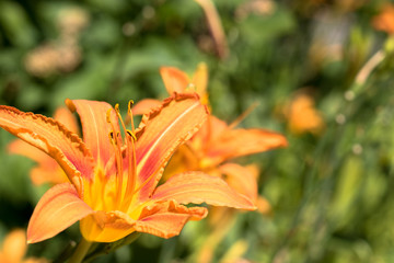 orange lily in garden