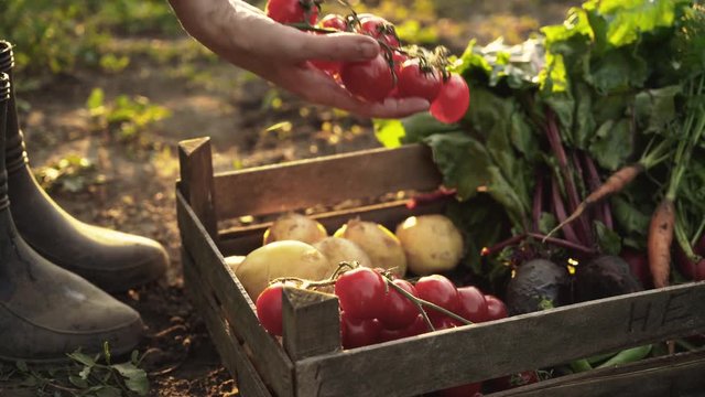 Farmer folding harvest of tomatoes, beets, potatoes, carrots in a wooden box on eco farm in sunset light. Summer harvest, lens flare, close up