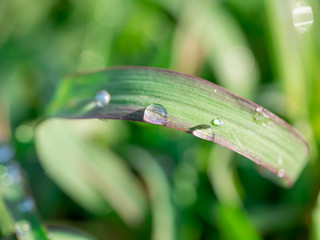 Drops of water on the grass, impacting the sun