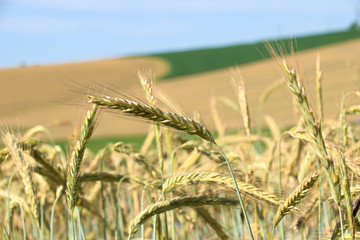 Fototapeta premium Ears of wheat in field