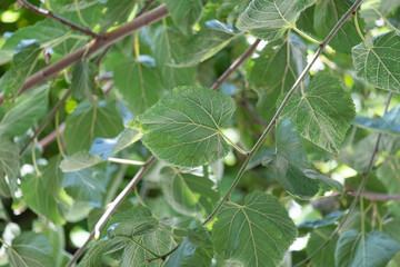 mulberry tree, leaves and branches