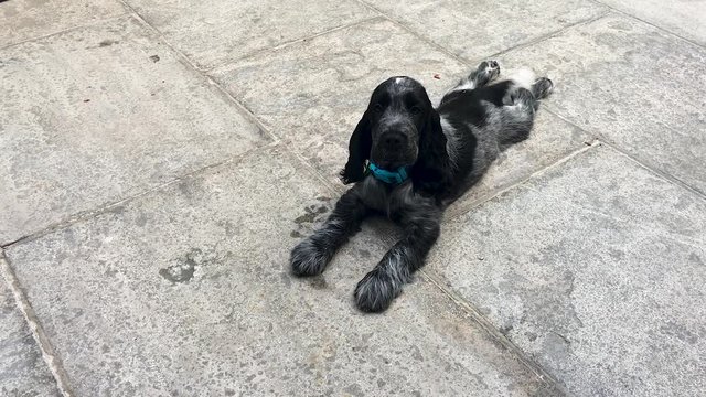 Cute Sleepy Spaniel Puppy Dog Happy To See Owner And Wags Tail, Slomo