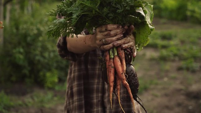 Farmer hands holding a bunch of fresh organic carrots and beets vegetables with drops of water on eco farm in sunset light. Summer food harvest, close up